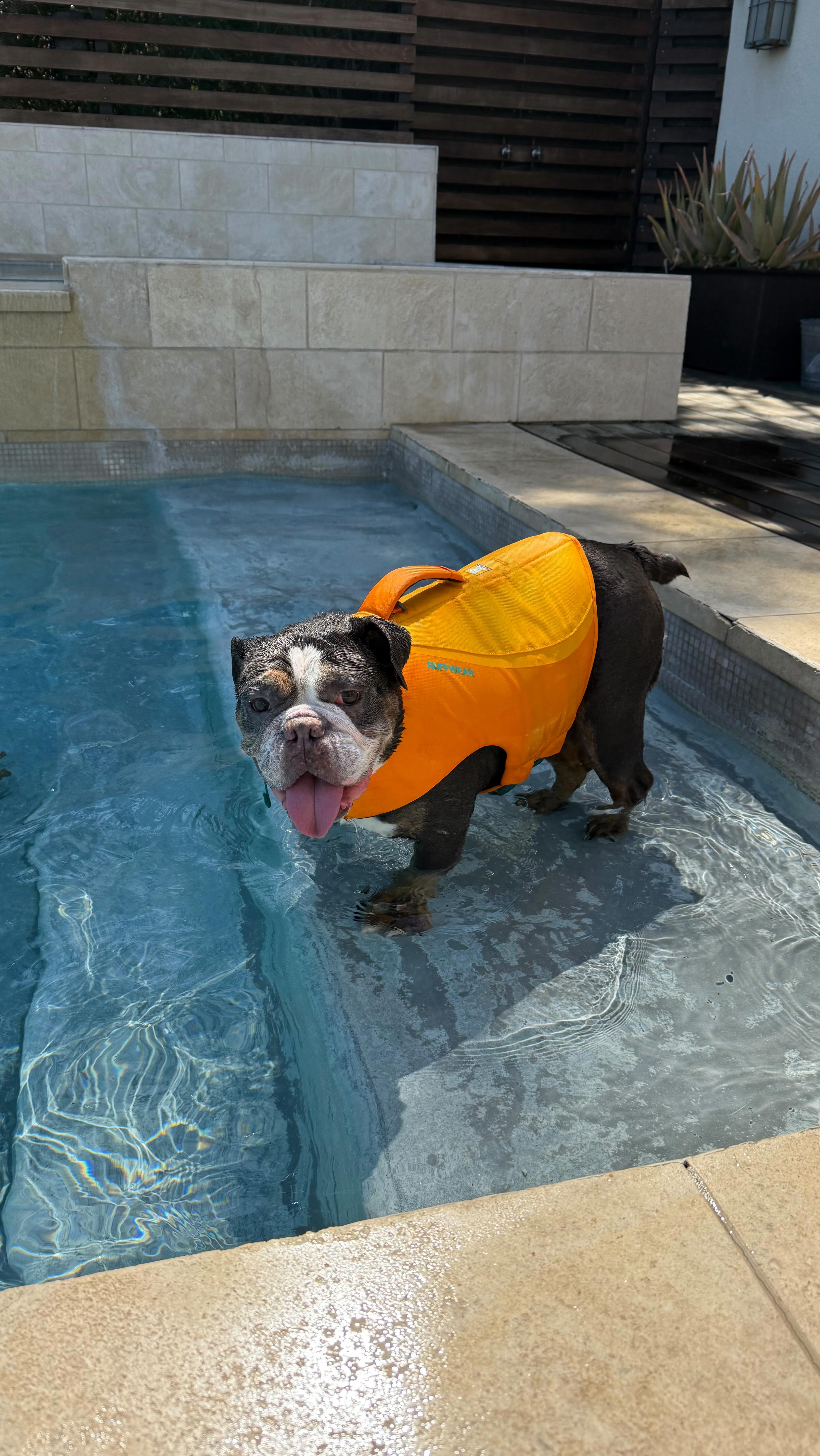 Instagram post by @jus_vera for Primal Pet Foods. Caption reads: healthy, happy, thriving with @primalpetfoods....