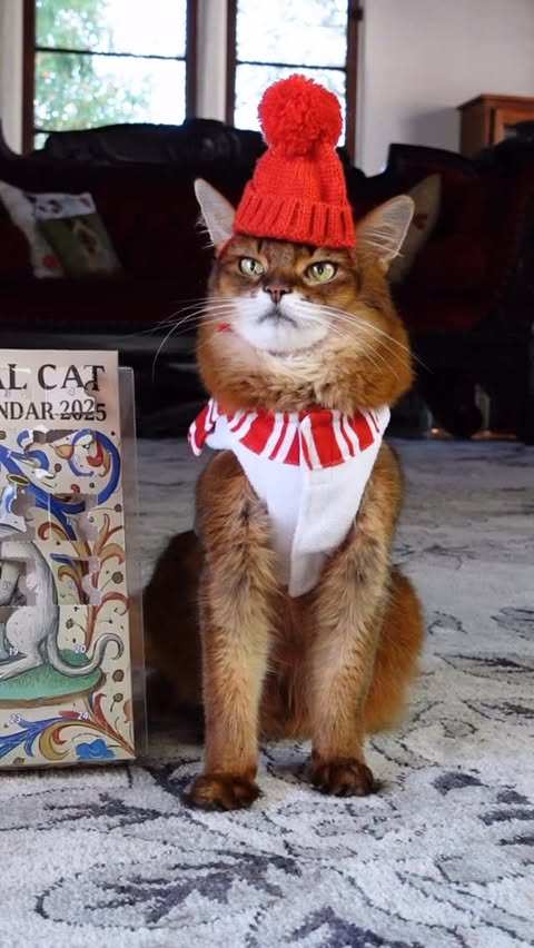 Instagram post by @summerstravels for Cameo. Caption reads: It’s Day 17 for this Medieval Cat Advent Calendar,....