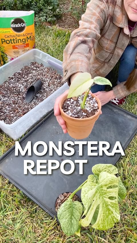 Instagram post by @welcometothewindow for Miracle-Gro. Caption reads: [...] ready for a repot, so I used my go-to....