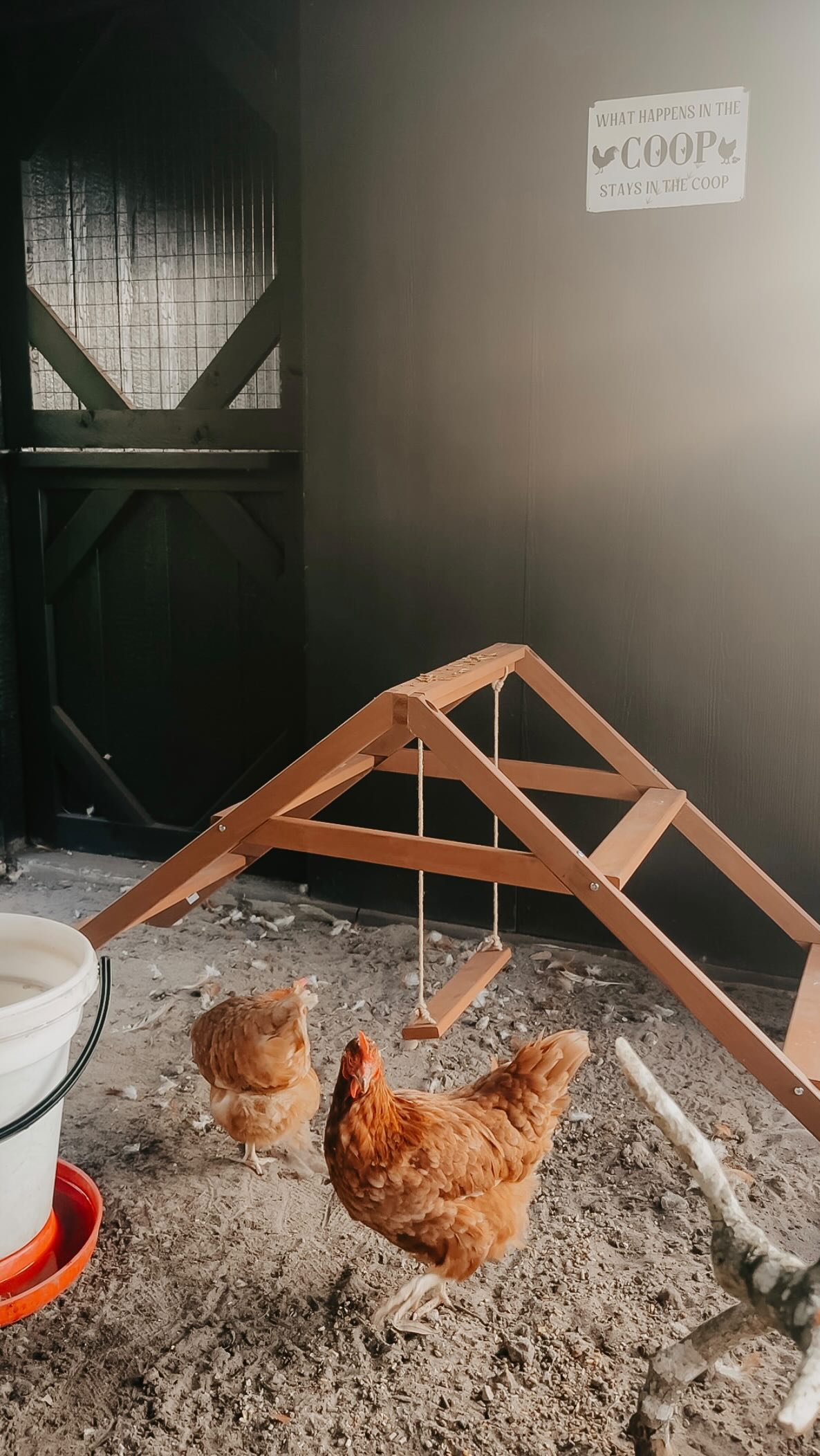 Instagram post by @cheyswindle for Petsfit. Caption reads: This is your sign to get your chickens a swing set....