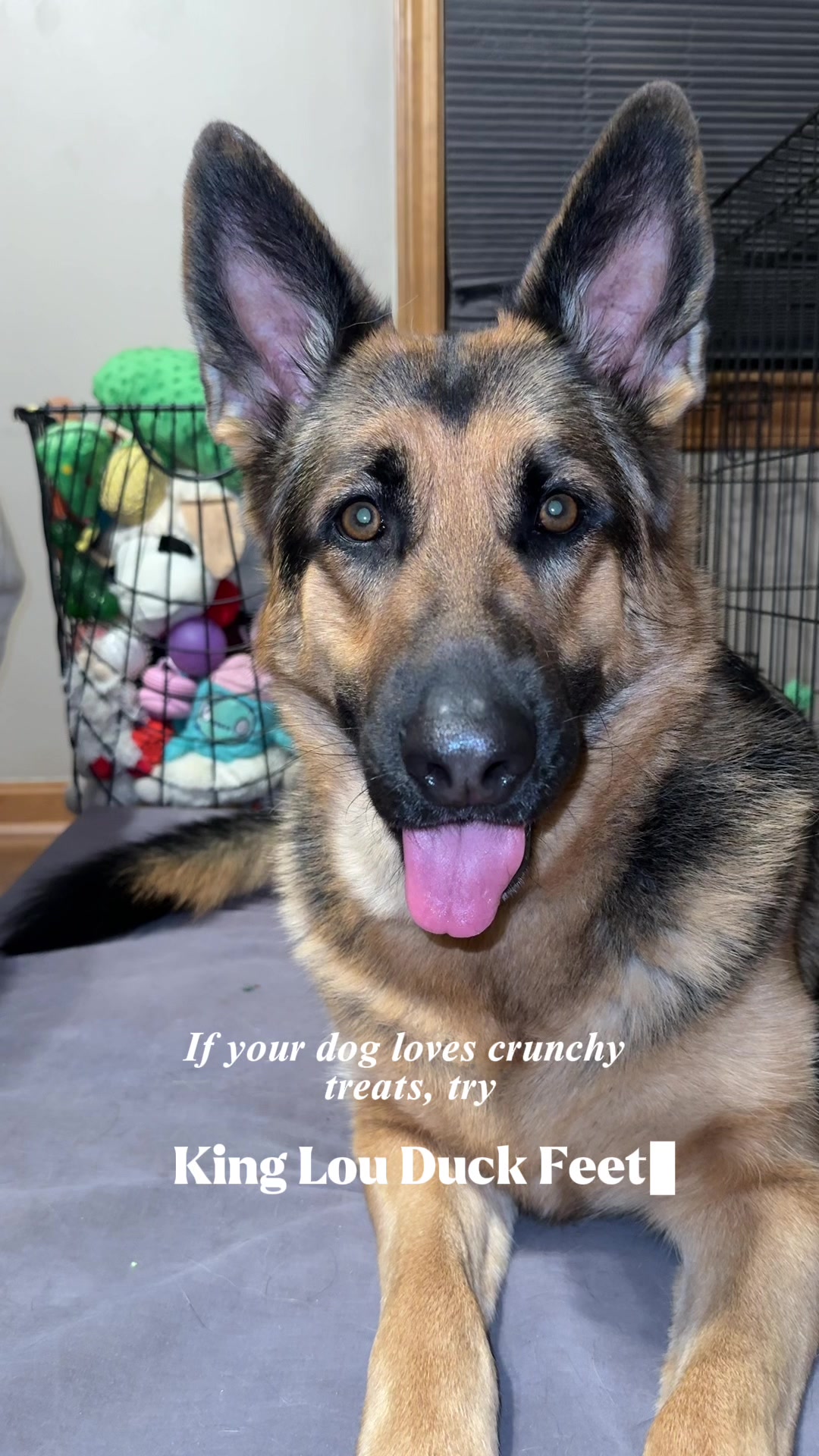 TikTok post by @michelleandherpups for King Lou. Caption reads: 🙂‍↕️🙂‍↕️🙂‍↕️ @King Lou #dogtok #dogsoftiktok....