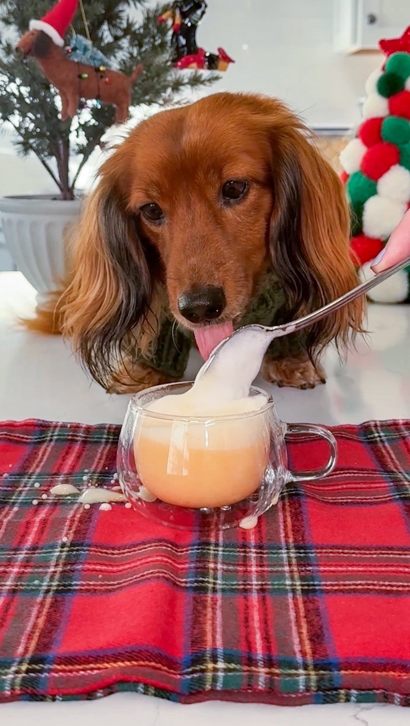 Instagram post by @heathersdachshunds for DreamBone Chews. Caption reads: #sponsored You cant have a puppuccino without....