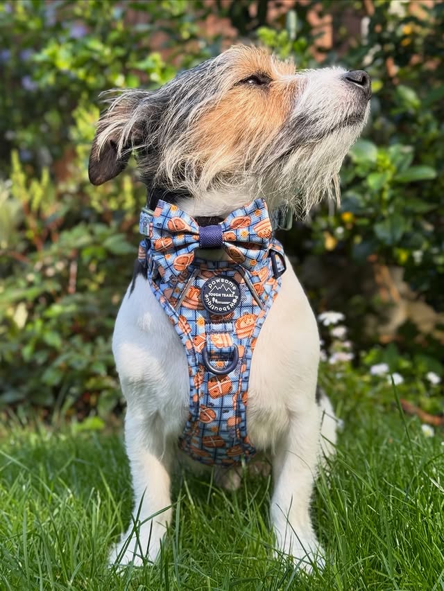 Instagram post by @walkies_with_woody for Pawsome Paws Boutique. Caption reads: [...] bank holiday weekend 🙌🏼🥞🩵☀️....