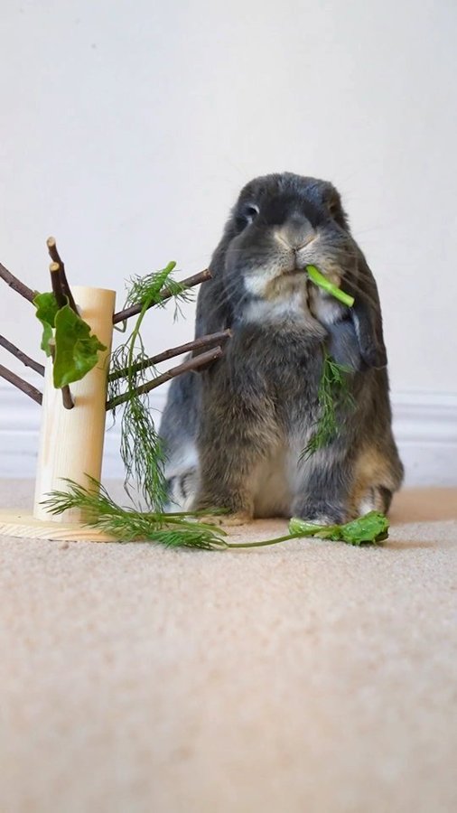 Instagram post by @bluberrythebun for Oxbow Animal Health. Caption reads: A new fun and enriching way to eat my veggies....
