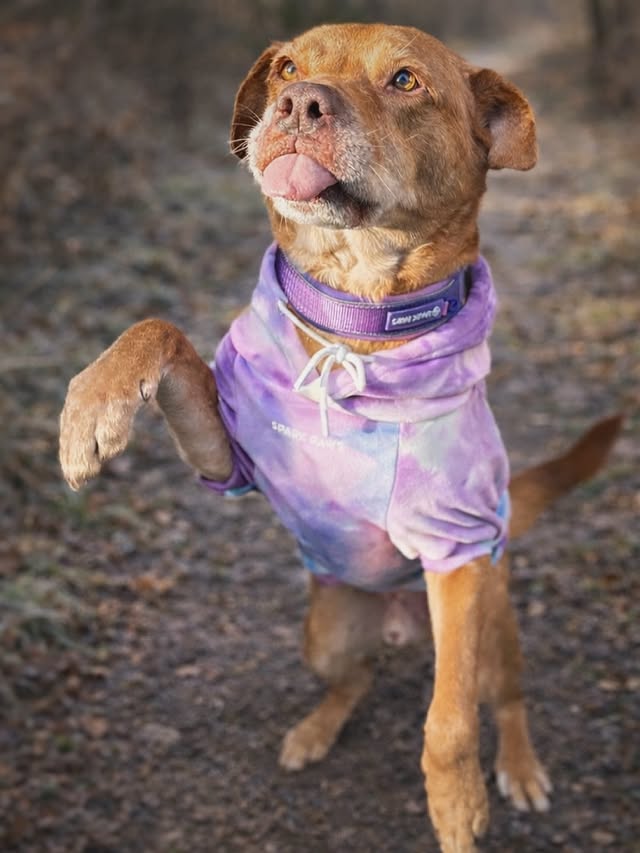 Instagram post by @adventuringmarley for Spark Paws. Caption reads: Paws up for another cute fit from....