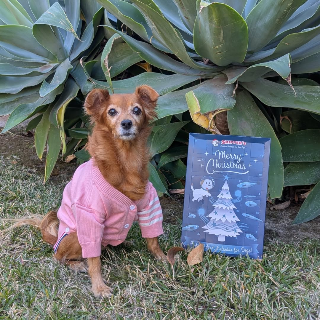 Instagram post by @adventureswithmuffin for Amazon Pets. Caption reads: On the first day of Christmas my true love 👩🏻....