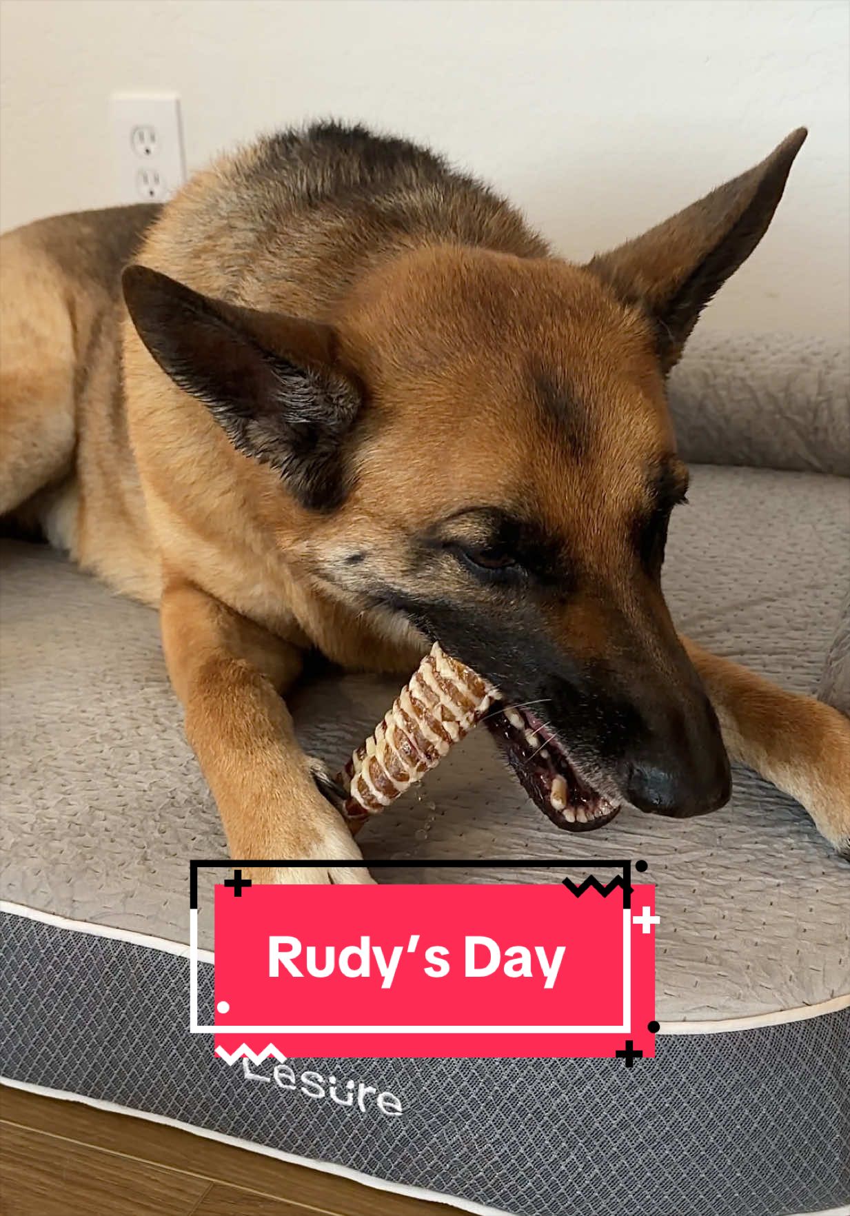 TikTok post by @kaylakowalskinutrition for Lesure Pet. Caption reads: [...] #dog #lesurepartner #lesurerealortho @Lesure....