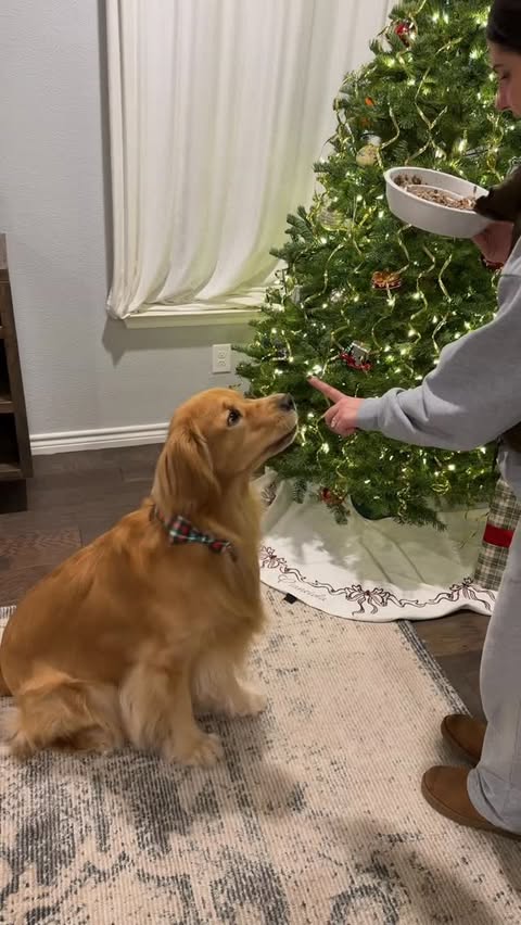 Instagram post by @goodboy__bodie for The Farmer's Dog. Caption reads: [...] with his fresh, real food from....