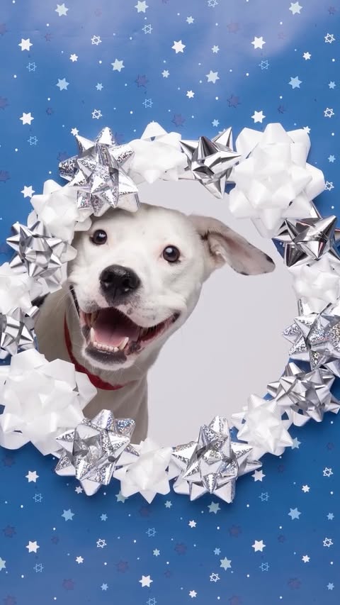 Instagram post by @humanesocietytampa for NaturVet. Caption reads: [...] to help them get adopted! Thanks to....