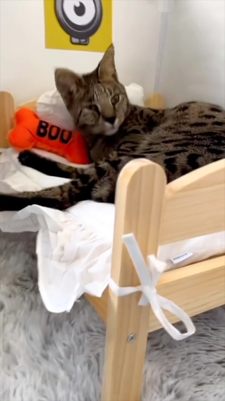 Instagram post by @nicholasmccuen for Prettylitter. Caption reads: How do you monitor your cats health? 😸 I suggest....