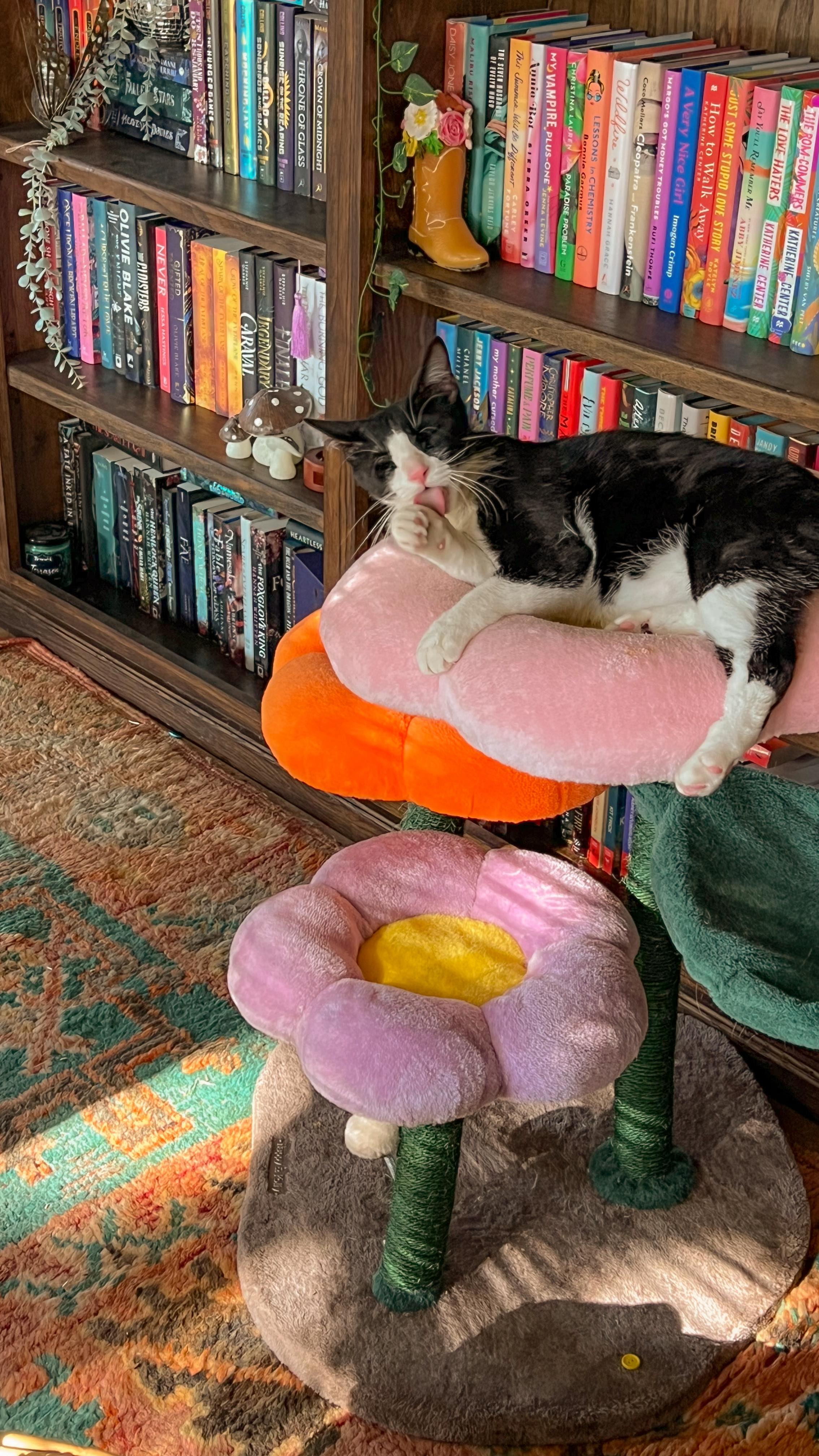 Instagram post by @firebreathing.bookqueen for Happy & Polly. Caption reads: a new fave for the kitties from @happyandpolly....