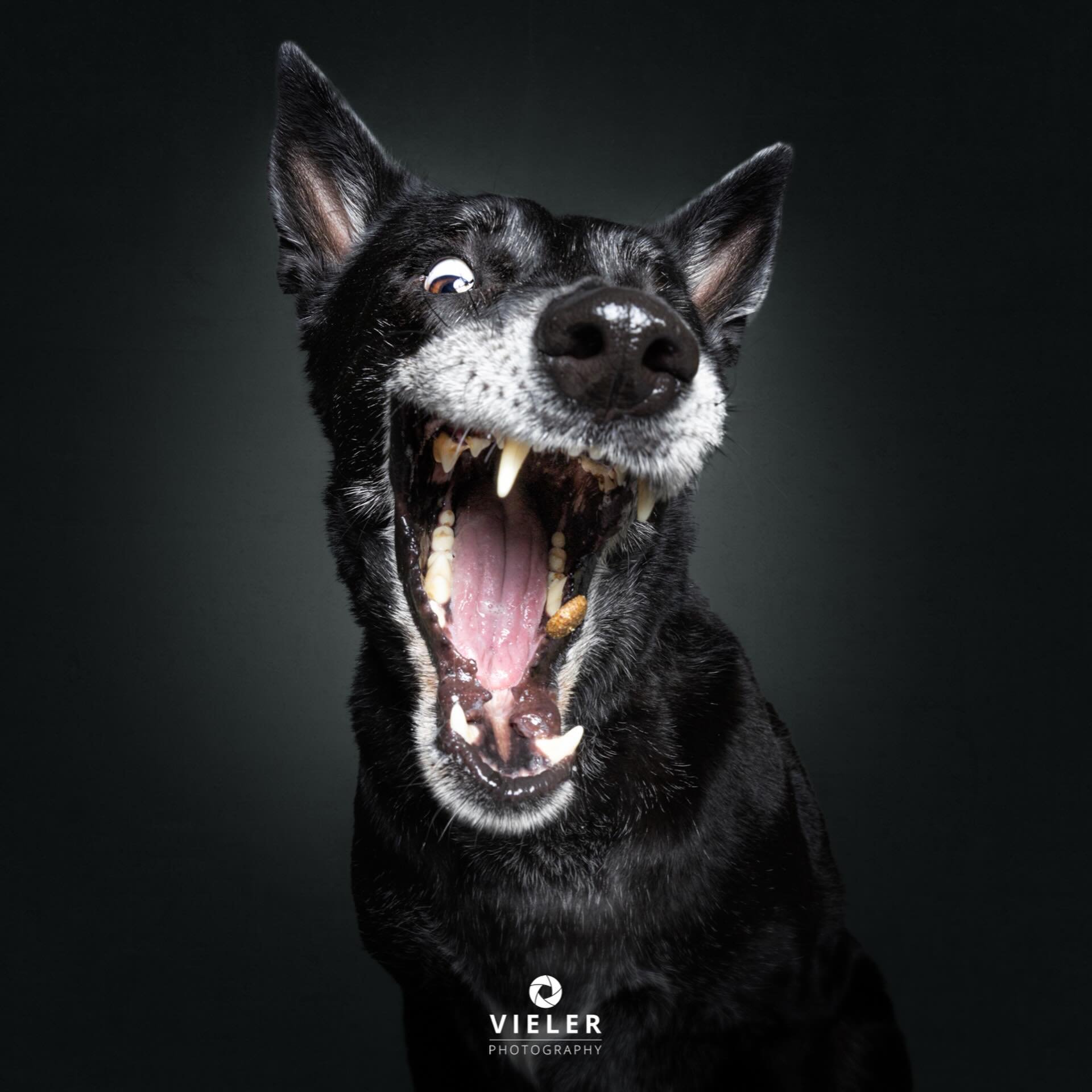 Instagram post by @vieler.photography for Josera Petfood. Caption reads: [...] Barcelona for my petfood partner....