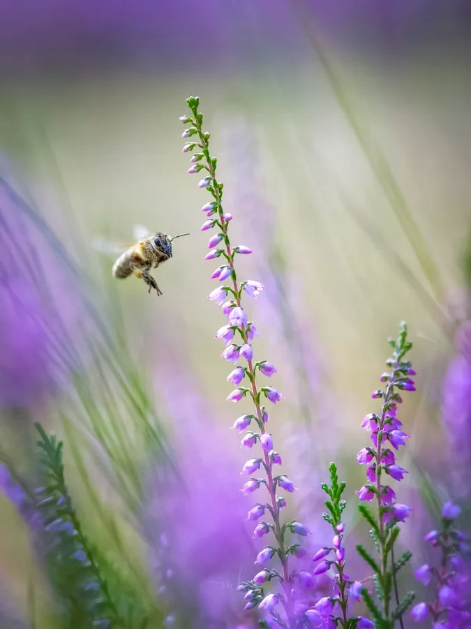 Instagram post by @kueheumschubser for SIGMA Deutschland. Caption reads: The best artist is nature - she paints a new....