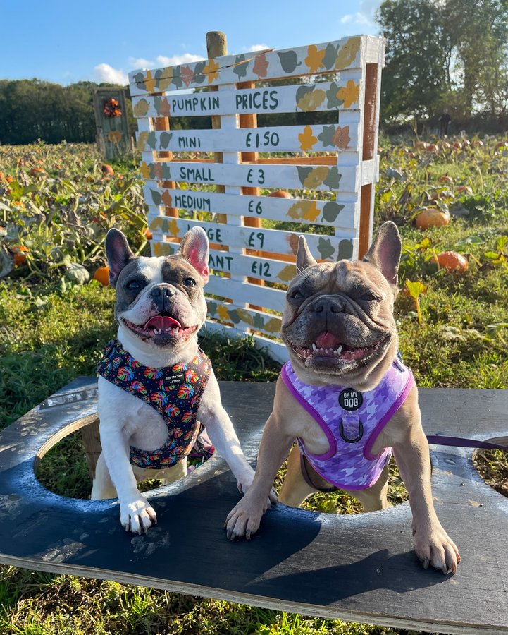Instagram post by @prettypennyandindy for Fur the Love of Toys. Caption reads: #throwback to pumpkin patch fun at....
