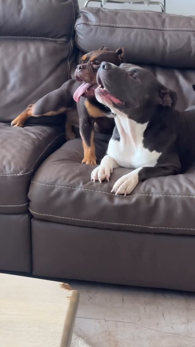 Instagram post by @incredibullstella for ZOA Energy. Caption reads: Remember when Frankie was found and for the first....