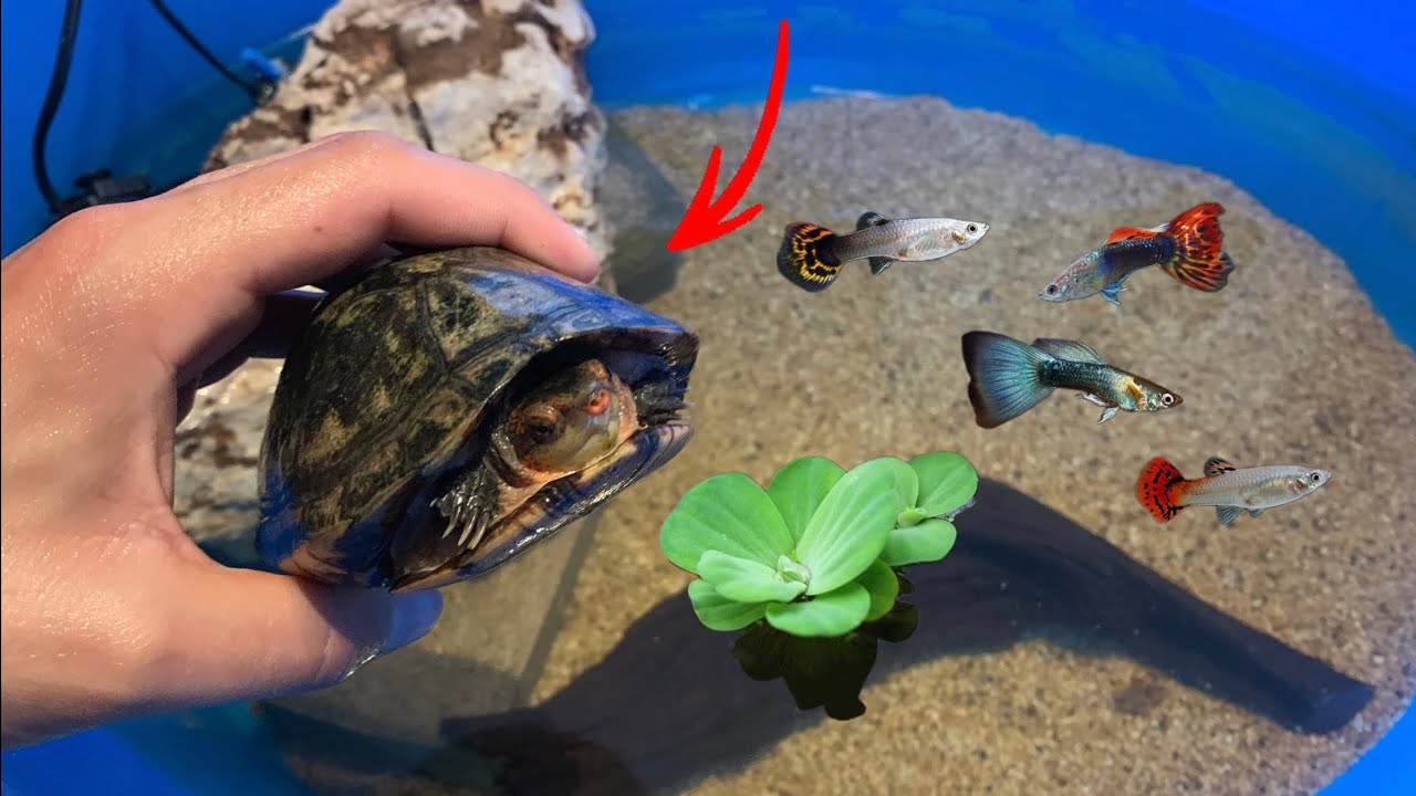 YouTube post by @tartamilloyt for Hygger Aquarium. Caption reads: New tank for my turtle! + I catch live fish for....
