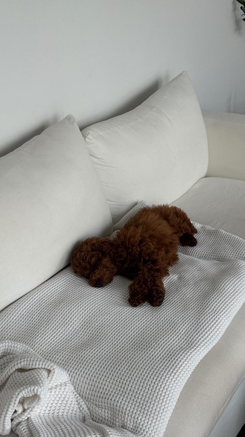 Instagram post by @connerbabcock for Dutch. Caption reads: [...] accessible & affordable vet care @hellodutch....