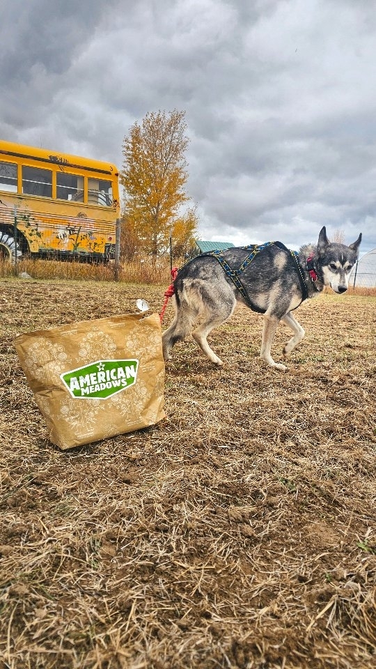 Instagram post by @wyldsleddogs for American Meadows. Caption reads: [...] and yards, you can't go wrong with....