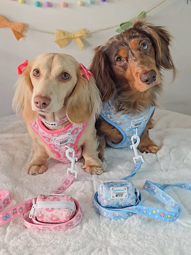 Instagram post by @wafflesthehotdog for Sassy Woof. Caption reads: [...] with the new @hellokitty and friends x....