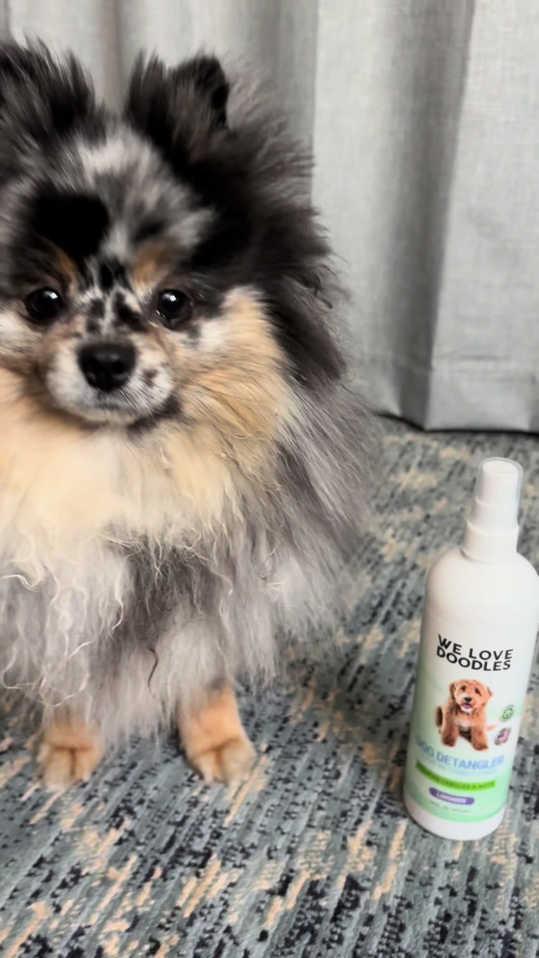 TikTok post by @cutestpompuppy for We Love Doodles. Caption reads: [...] No more fighting mats over here.....