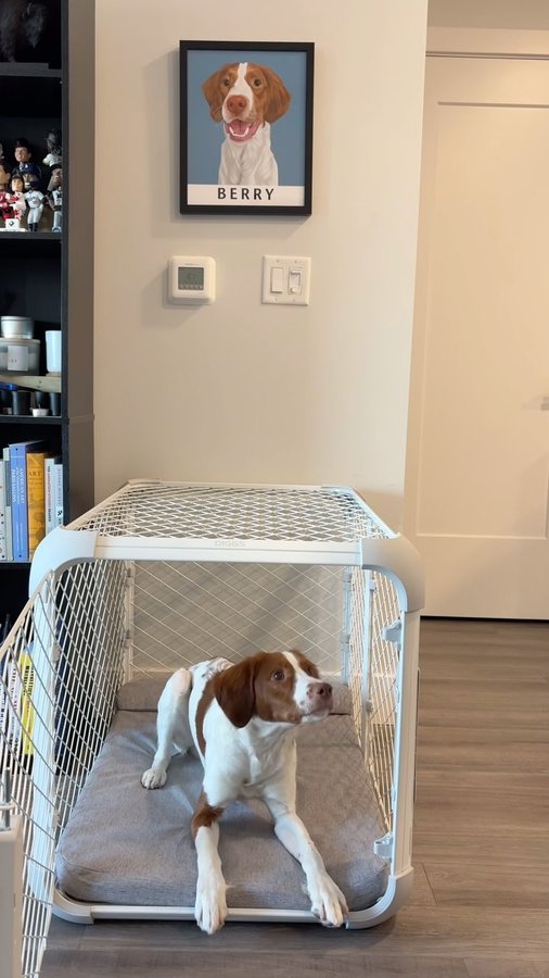 Instagram post by @berrythebrittany for Diggs. Caption reads: The @diggspet Evolv Crate is the best thing we....