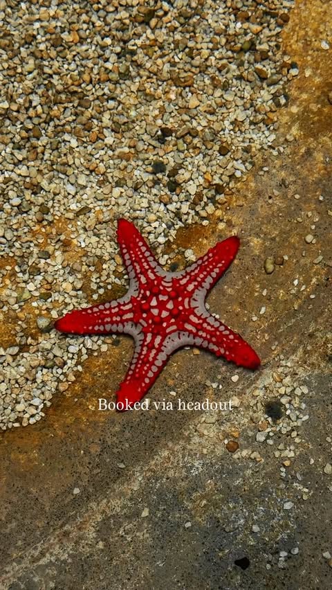 Instagram post by @rani_rafees for Headout. Caption reads: Booked via @headout ￼ app ✨🌊 From breathtaking....