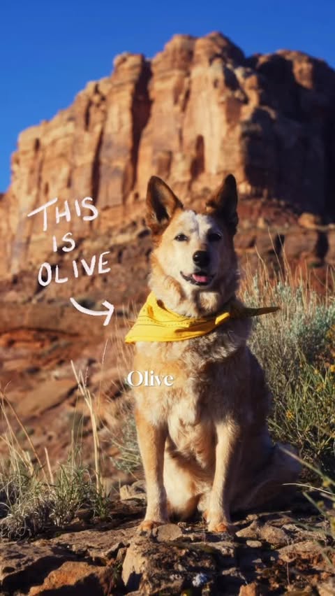 Instagram post by @miss.rover for ORIJEN Petfoods. Caption reads: because Olive deserves the best and our partner....