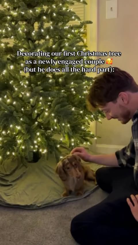 Instagram post by @thedachshunds.fam for Balsam Hill. Caption reads: I just help with putting up the ornaments and....