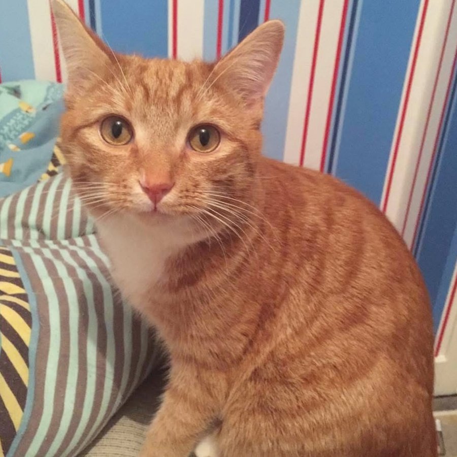 Instagram post by @a_ginger_cat_named_rascal for VanCatUK. Caption reads: Mistakes I made as a first time cat owner.....