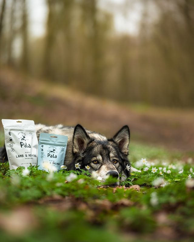 Instagram post by @odens_life for Pala Pets. Caption reads: Sunny days are here and so are the best treats 🌸....