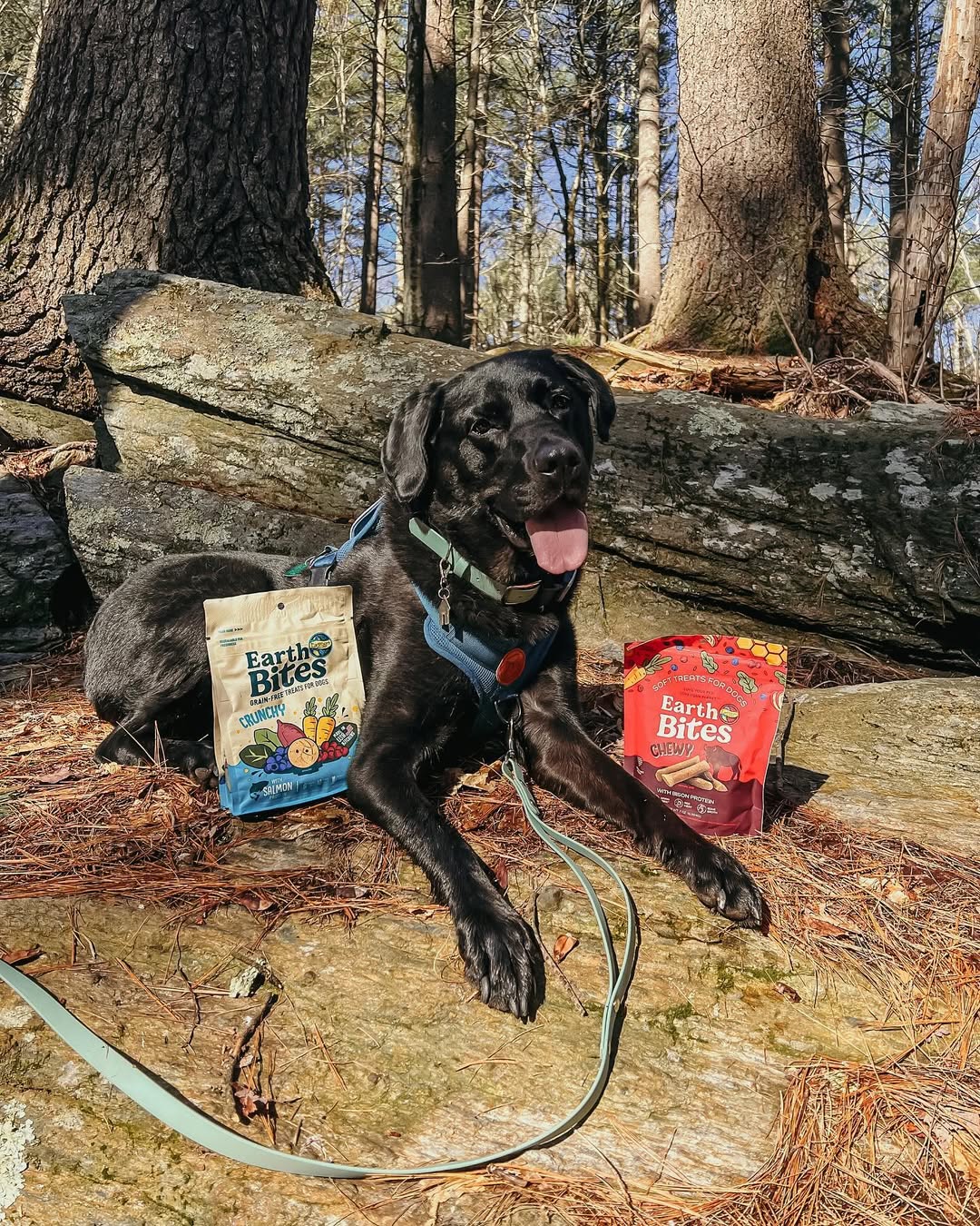 Instagram post by @imjaxthelab for Earthborn Holistic Pet Food. Caption reads: What’s better than yummy treats?! Yummy treats....