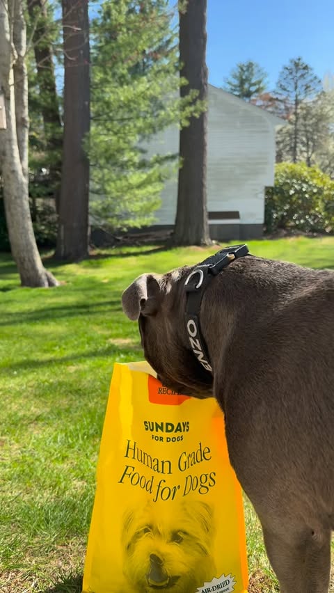 Instagram post by @enzothebluestaffordshire for Sundays for Dogs. Caption reads: My @sundaysfordogs taste soo good mom is able to....