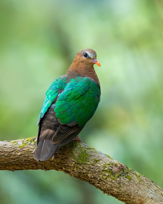 Instagram post by @mainakhalder001 for Canon USA. Caption reads: COMMON EMERALD DOVE
.
Shot on CANON EOS R6 Mark II....