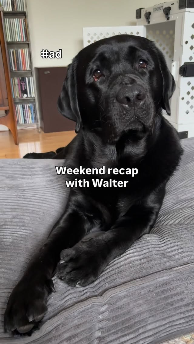 Instagram post by @remi_and_walter for Solid Gold Pet. Caption reads: Weekend activities fueled by @solidgoldpets #ad....