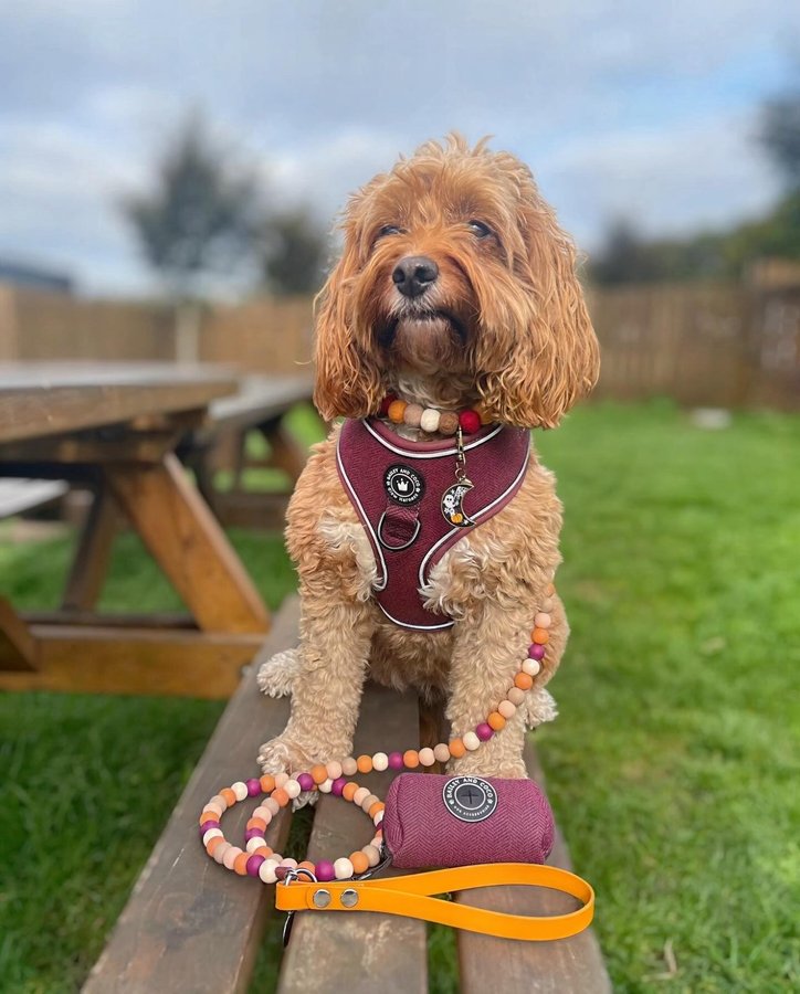 Instagram post by @doodling_with_mabel for Poochie Pals. Caption reads: Hello Monday, we meet again! However it is....