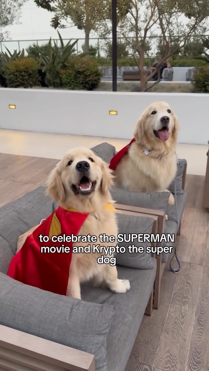 Instagram post by @maui_thegoldenpup for Milk-Bone. Caption reads: [...] dog Krypto with lots of @milkbone 🦴. Both....