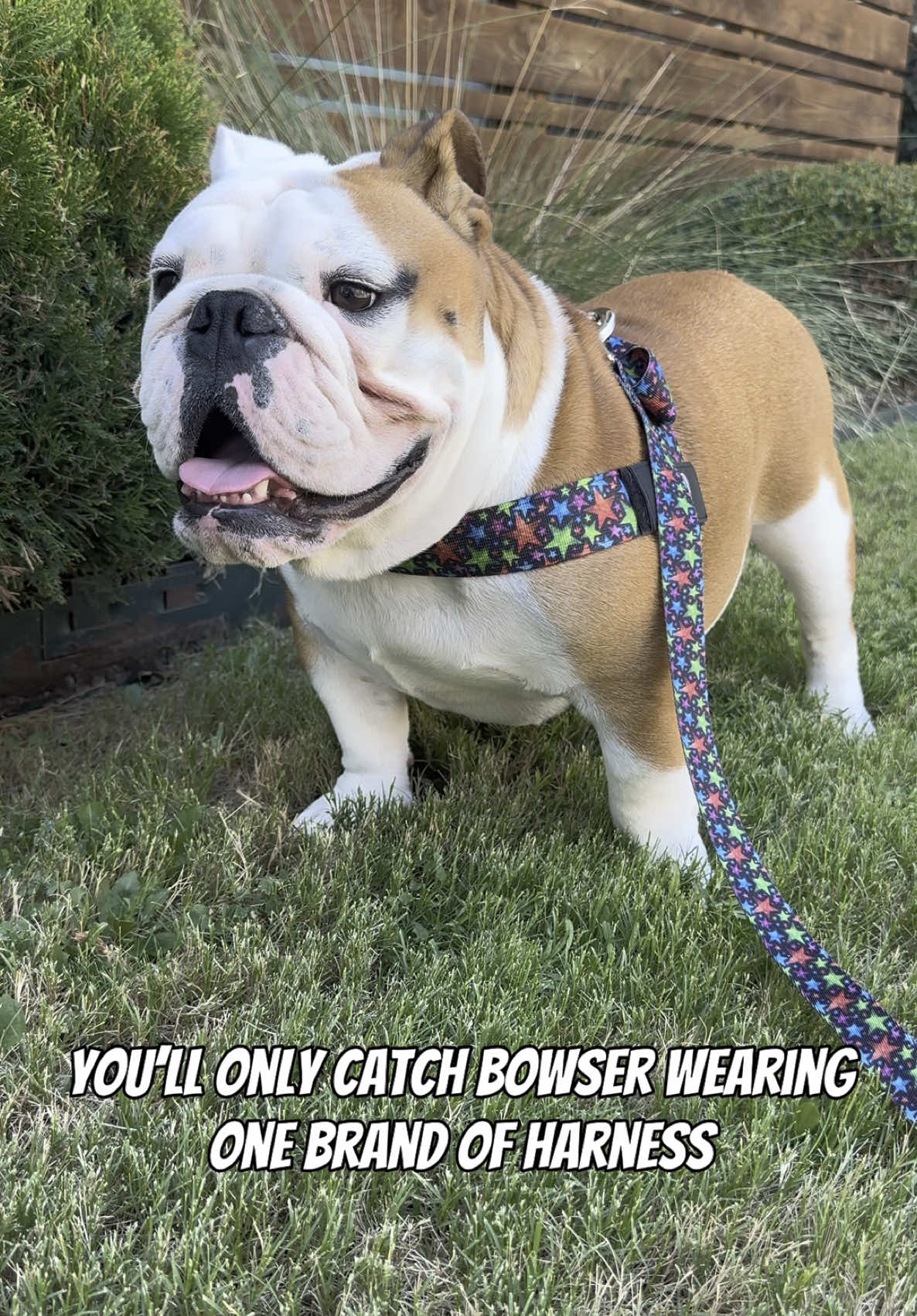 TikTok post by @bowser_the_bulldog for Bullhug. Caption reads: Specifically designed for Bulldogs ❤️ @Bullhug #ad....