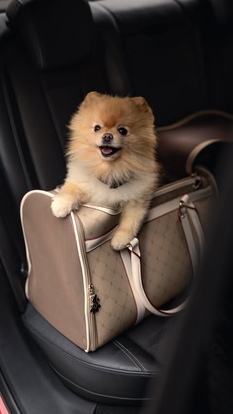 Instagram post by @michalina.jedrzejak for MOHITO. Caption reads: What’s in my bag with @mohitofashion pets....