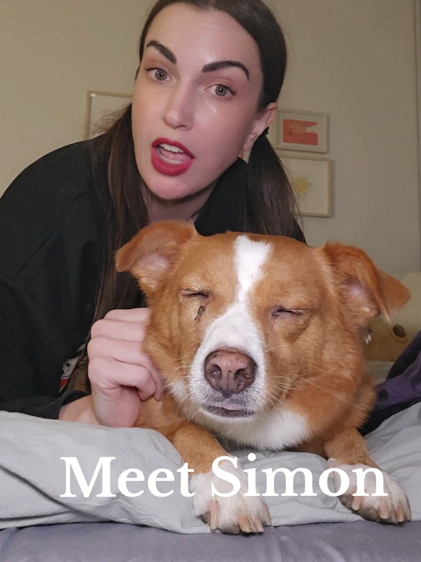 TikTok post by @jamiesoneileen for WeRateDogs. Caption reads: please tag @weratedogs—i don't know if that's the....