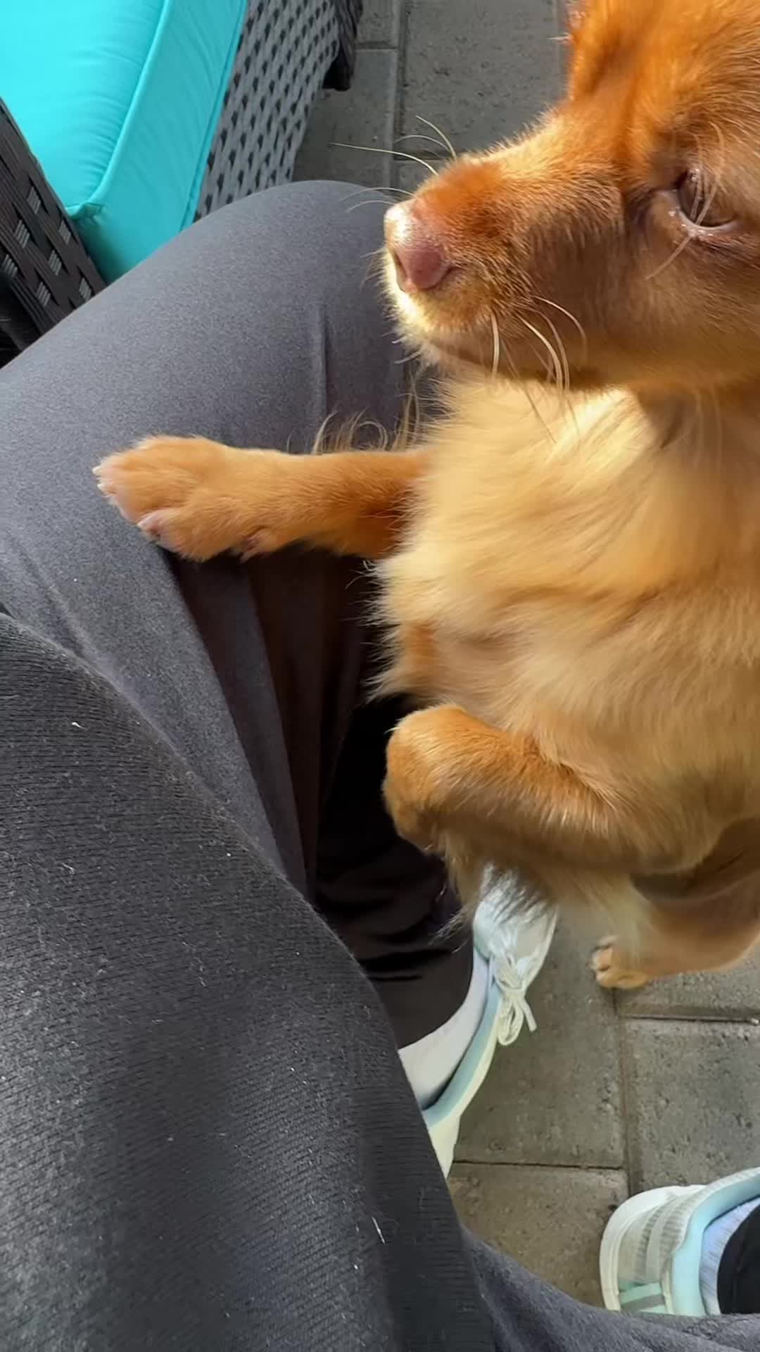 TikTok post by @zazhuilota for Beloved Pets. Caption reads: Para #pets #dog @Beloved Pets.