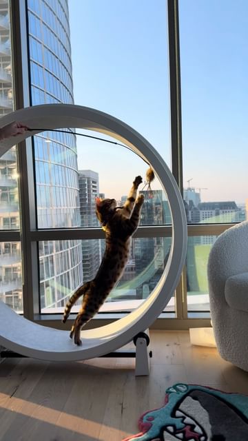 Instagram post by @miko.and.garfields for One Fast Cat. Caption reads: [...] an upgrade! 🐱💨 

We’ve loved our One Fast....