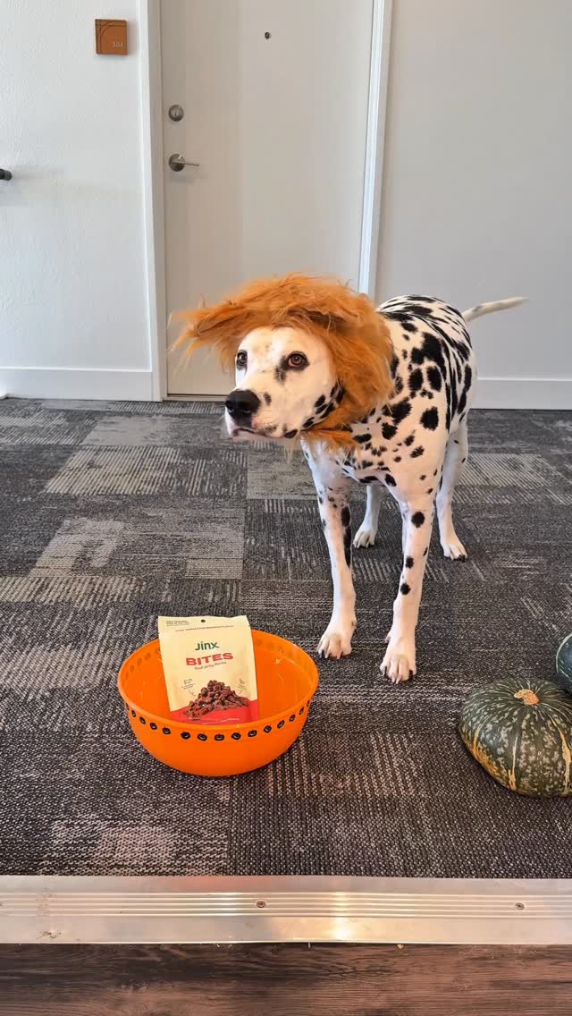 Instagram post by @greythedalmatian_ for Jinx. Caption reads: Grey came back for every @thinkjinx flavor! Which....