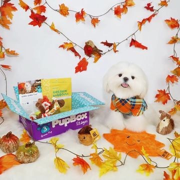 Instagram post by @tinyspikeymikey for PupBox. Caption reads: I'm thankfully for my @pupbox Thanksgiving box 🦃....
