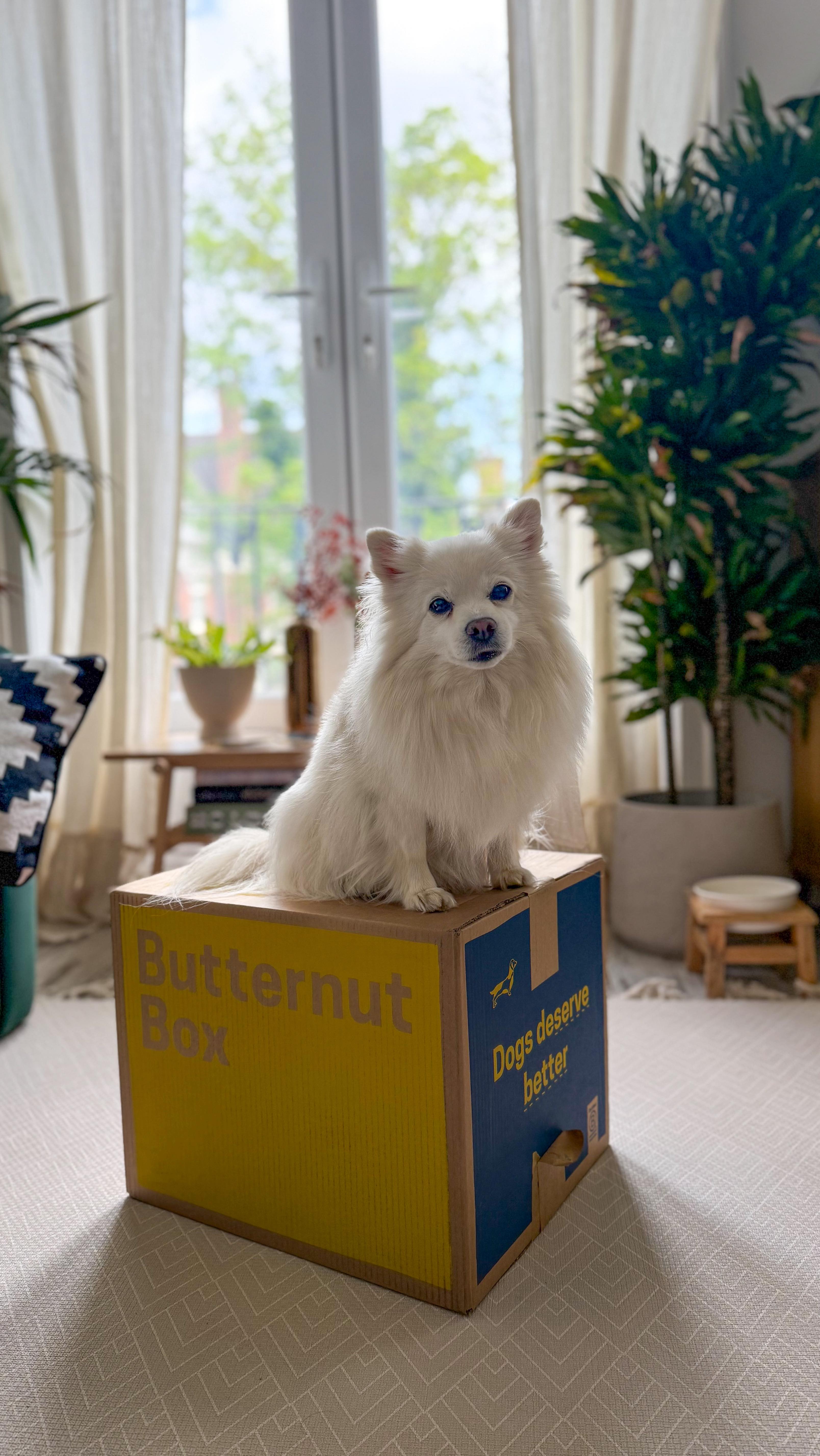 Instagram post by @heykikibear for Butternut Box. Caption reads: ✨ We’d gladly hand over our paycheck for Kiki....