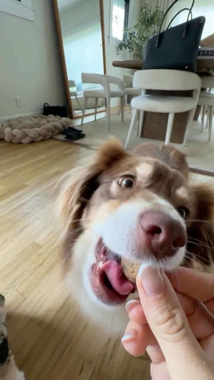 Instagram post by @kylieholbeck for Greenies. Caption reads: #ad Morning routine with the pups is never....