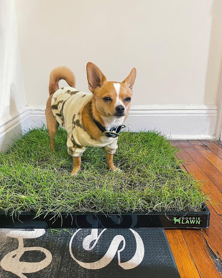 Instagram post by @tigrrrblaze for Doggielawn. Caption reads: [...] the house to potty boops. 😎💦💩 @doggielawn....