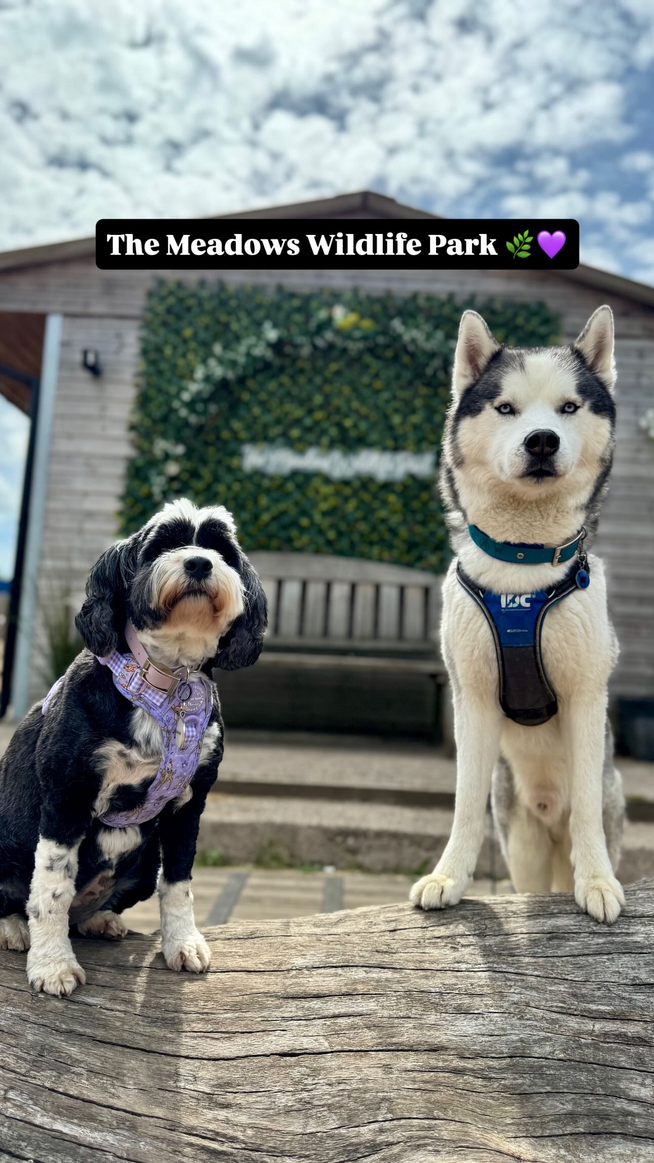 Instagram post by @corrie_and_co for Poochie Pals. Caption reads: 💜🦌 Take A Walk On The Wild Side 🦌💜 Happy....