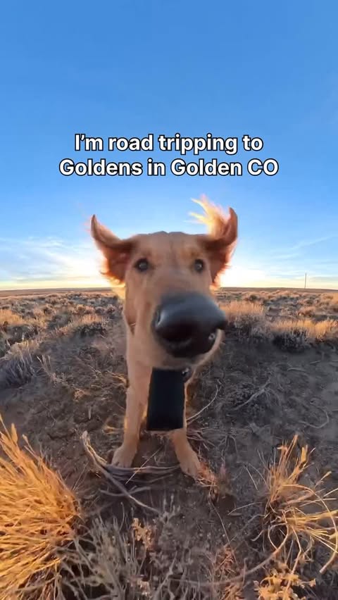 Instagram post by @willys360world for Hertz. Caption reads: I’m road tripping with the Hertz Gold Squad to....