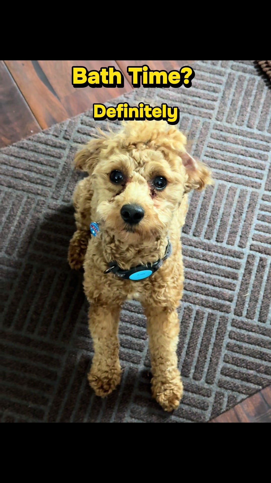 TikTok post by @marley.the.maltipoo.2025 for We Love Doodles. Caption reads: @WeLoveDoodlesShop 4 in 1 Dog Shampoo, Detangler &....