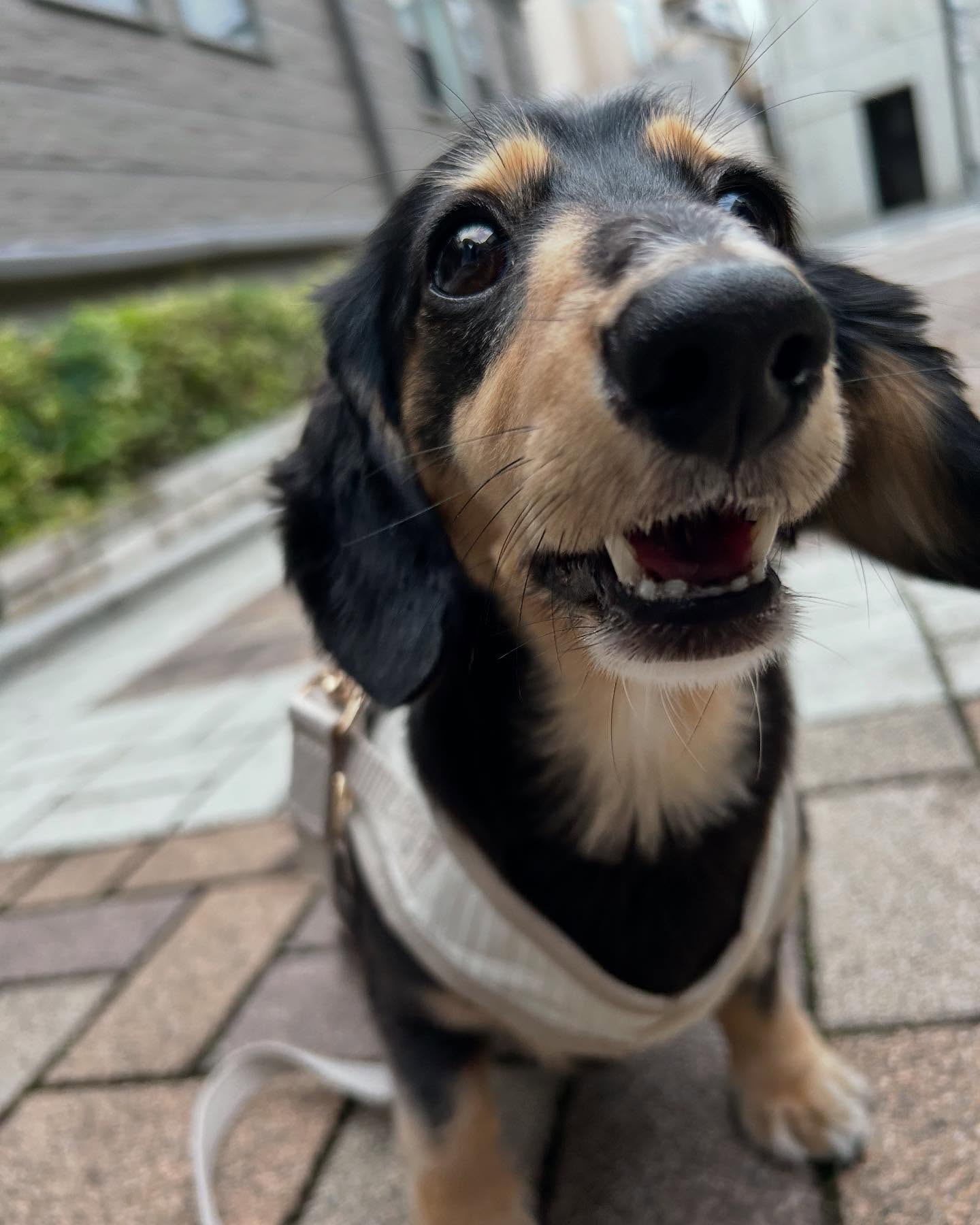 Instagram post by @shion_dachshund for Mon Cheri. Caption reads: monchéri【 @moncheri.dog....